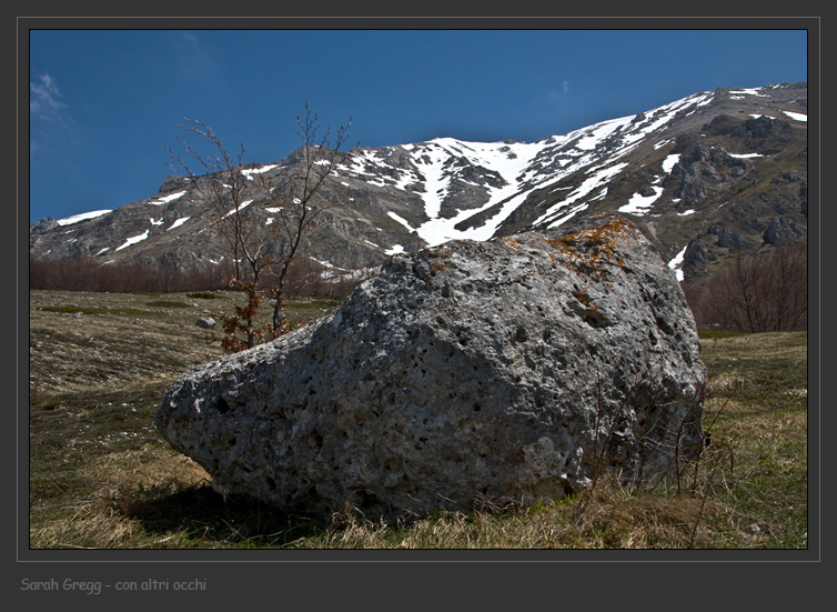 Cladonia symphycarpa