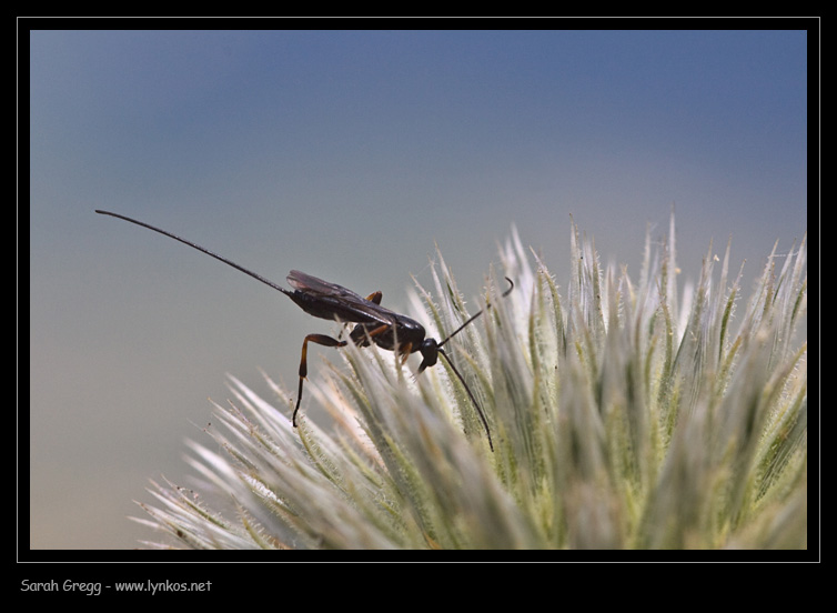 Braconidae