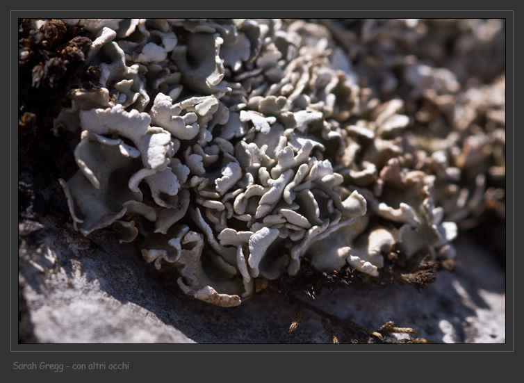 Cladonia symphycarpa