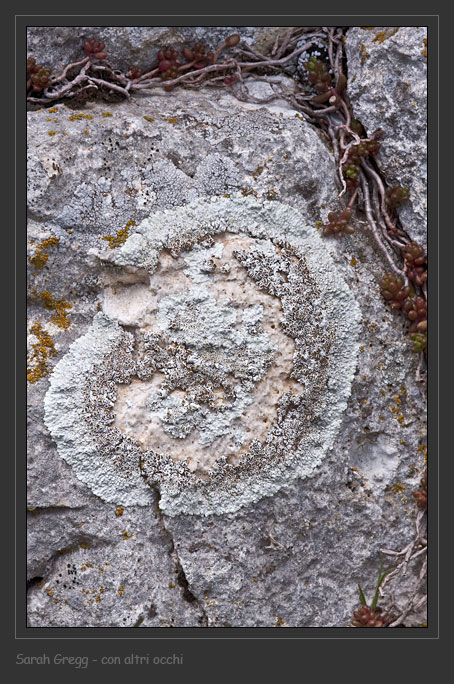 Protoparmeliopsis muralis