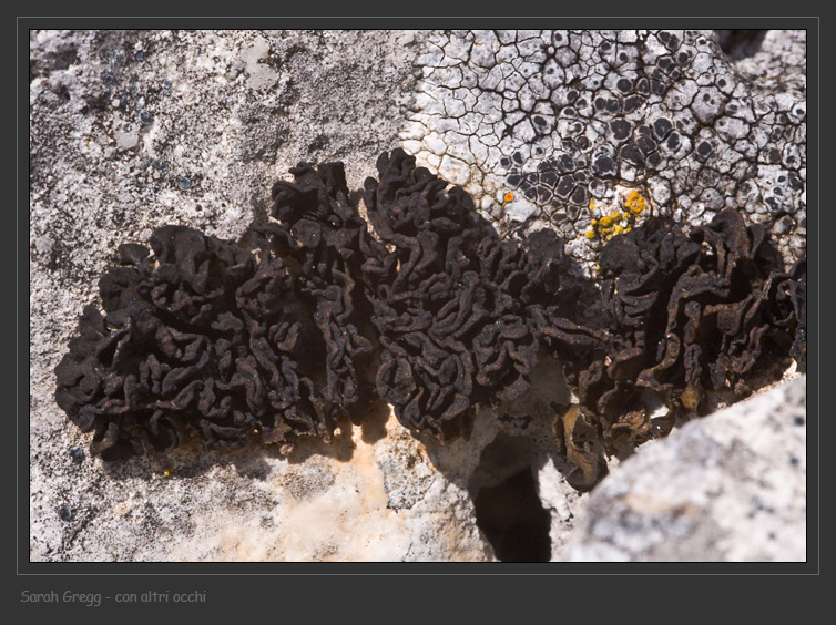 Collema sterile, forse C. polycarpon