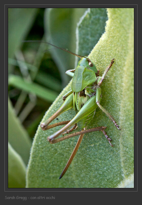 Giovane Decticus sp. (verrucivorus/aprutianus)