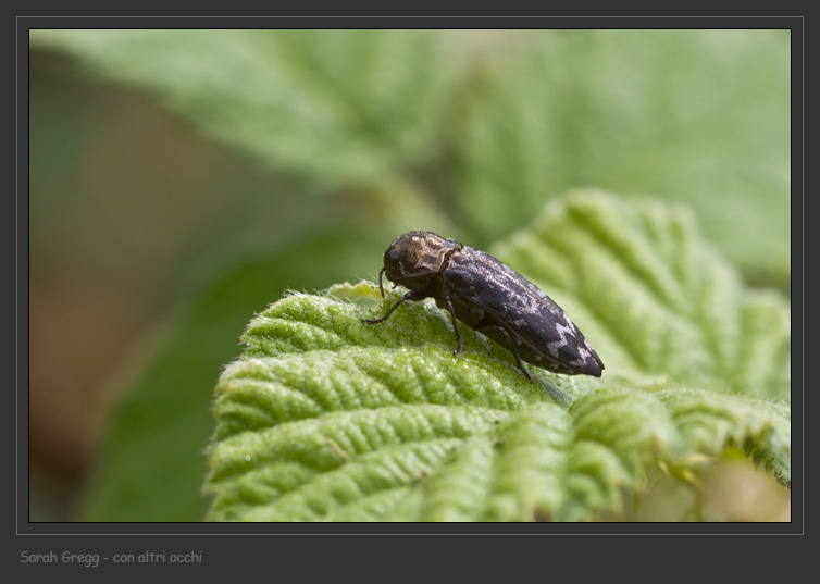 Coraebus rubi (Buprestidae) dai monti della Majella