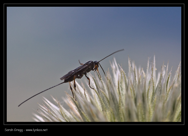 Braconidae