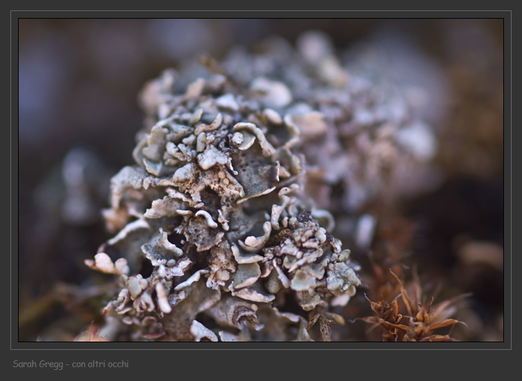 Cladonia symphycarpa