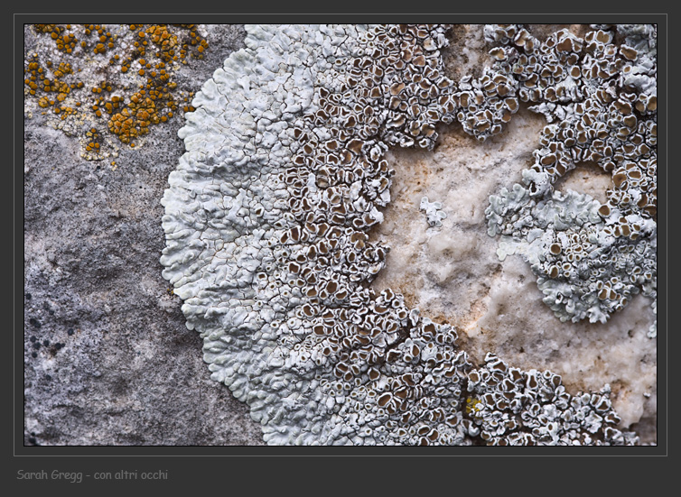 Protoparmeliopsis muralis