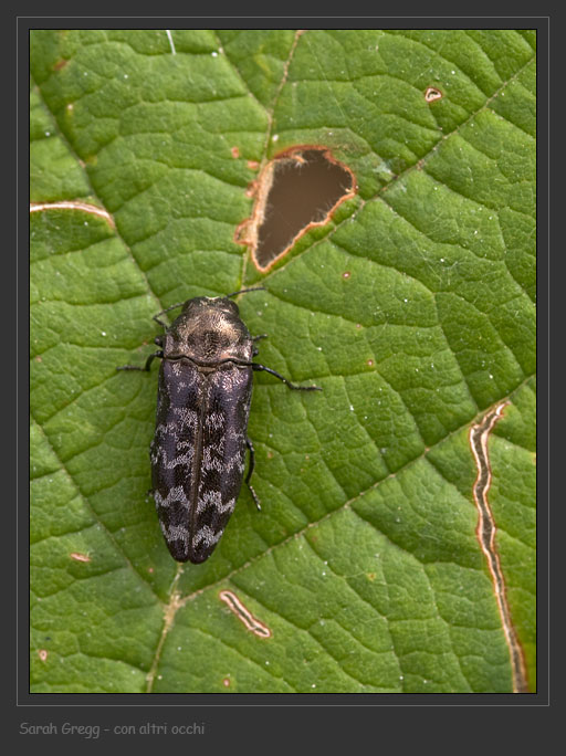 Coraebus rubi (Buprestidae) dai monti della Majella