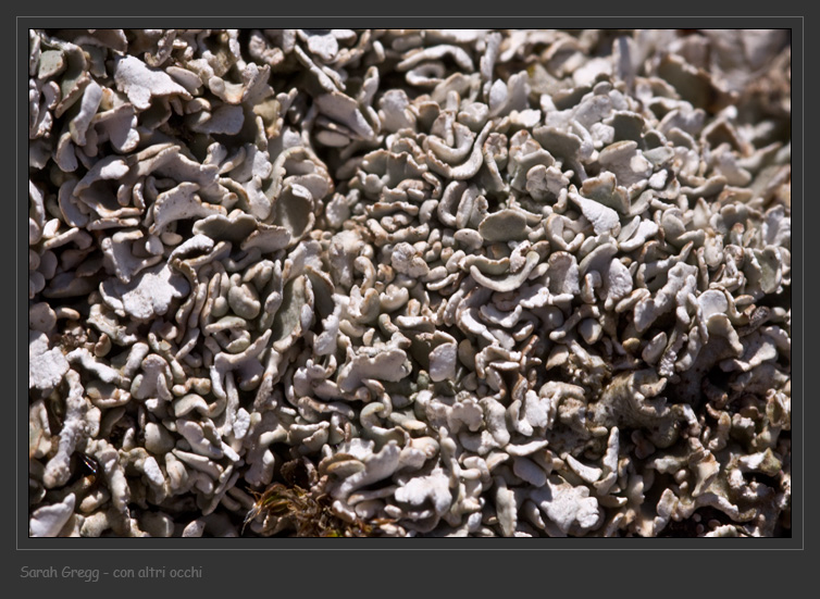Cladonia symphycarpa
