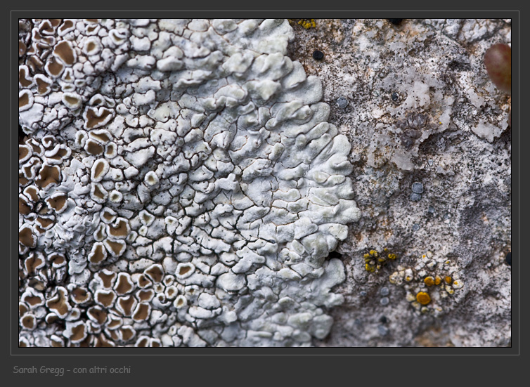 Protoparmeliopsis muralis