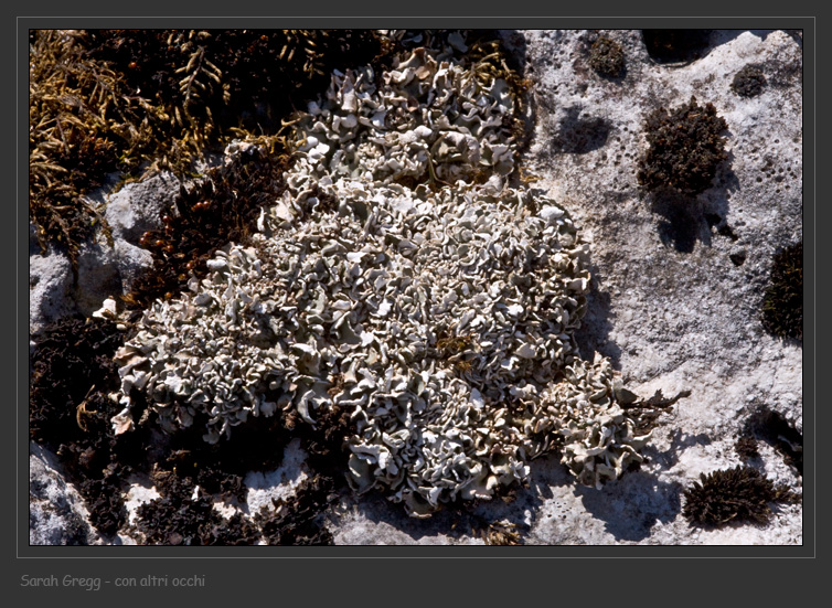 Cladonia symphycarpa