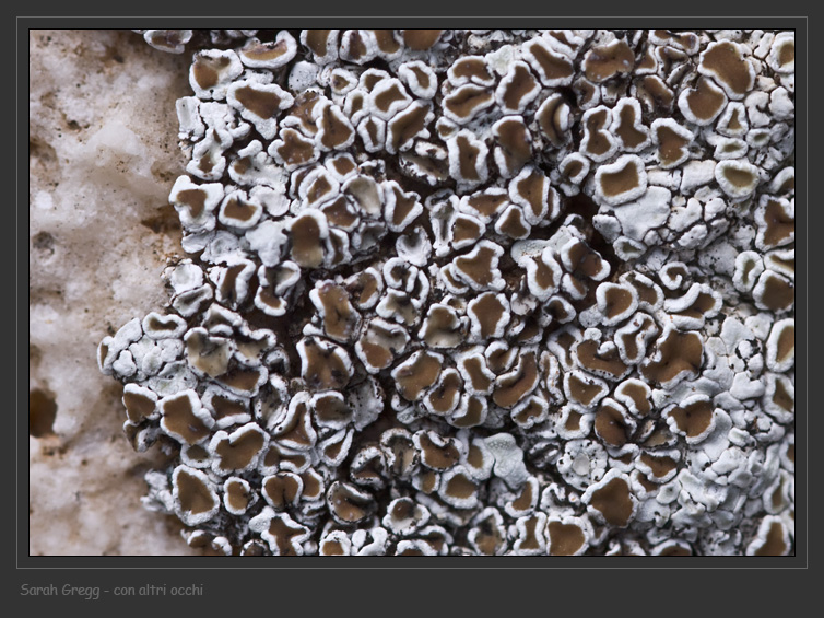 Protoparmeliopsis muralis