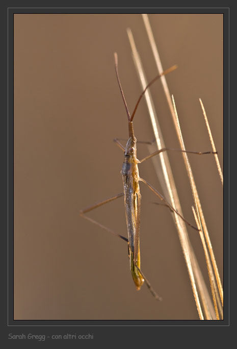 Chorosoma schillingi