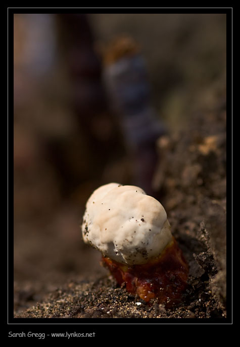 Nell''attesa... Ganoderma sp.? (Ganoderma lucidum)