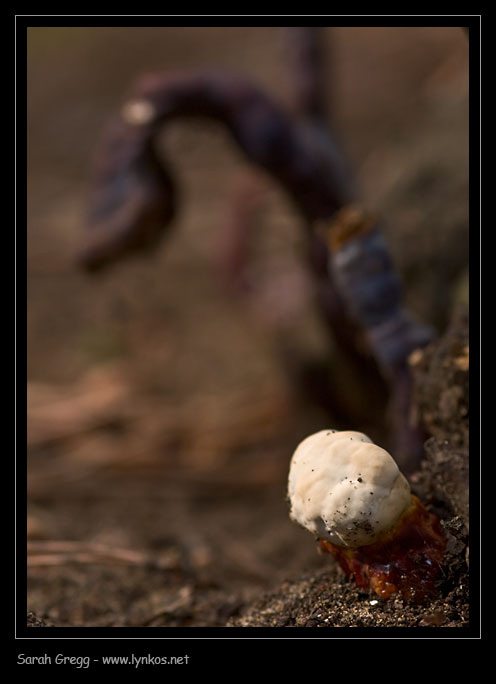 Nell''attesa... Ganoderma sp.? (Ganoderma lucidum)