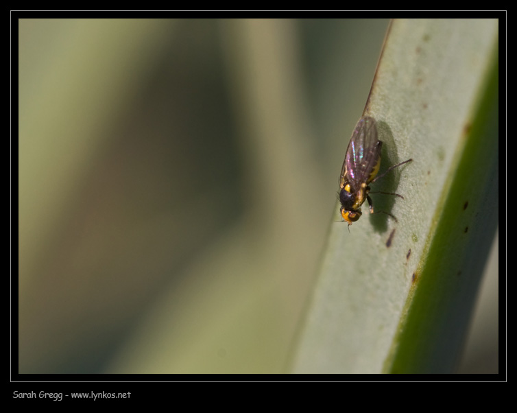 Giallo e nero: Chloropidae