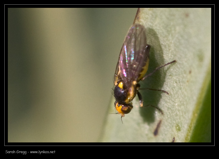 Giallo e nero: Chloropidae