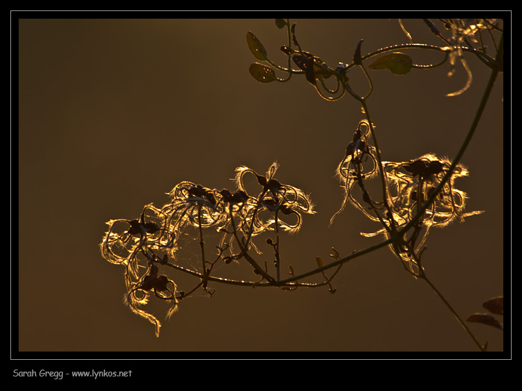I colori dell''autunno...