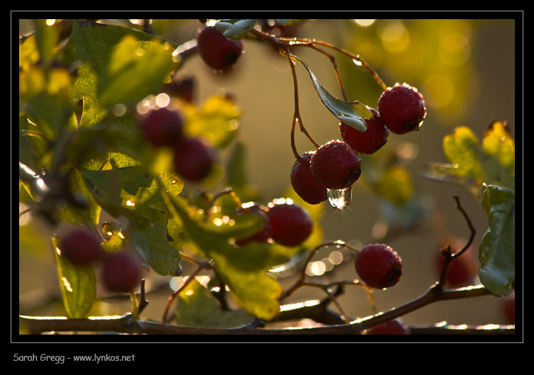 I colori dell''autunno...