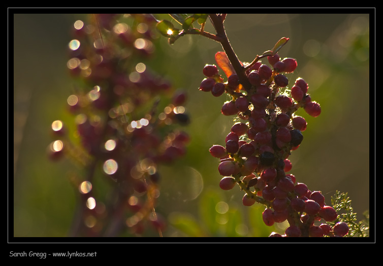I colori dell''autunno...