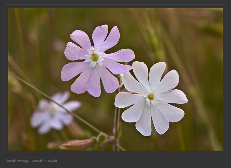 L''indecisione di un Silene