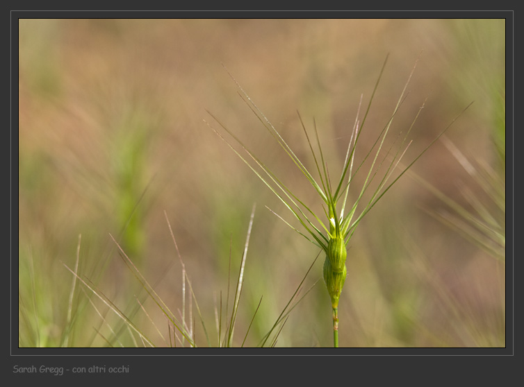 Qualcuno mi conferma Aegilops geniculata