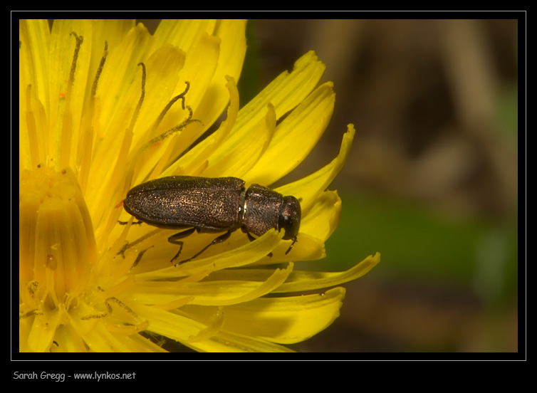 Coleotteri sparsi