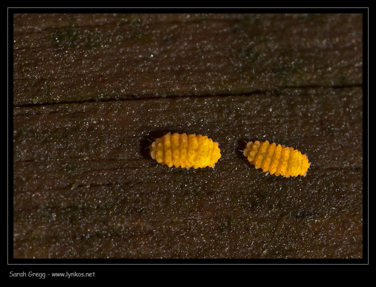 La stagione dei collemboli - Bilobella aurantiaca