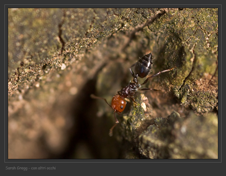 L''interazione delle formiche Crematogaster scutellaris