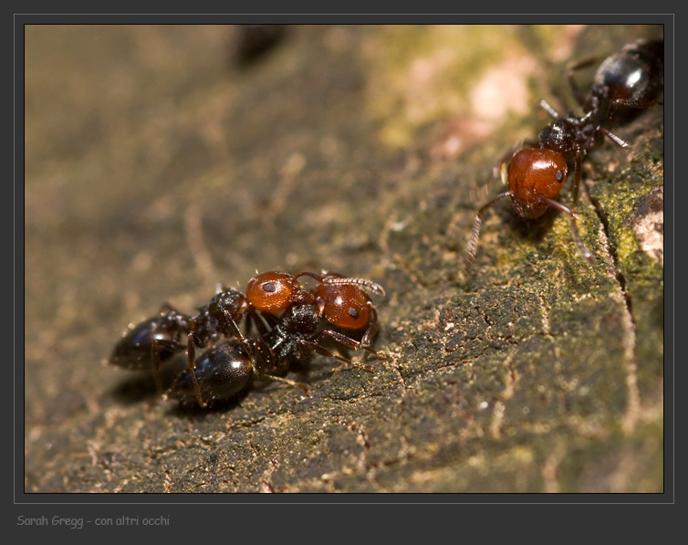 L''interazione delle formiche Crematogaster scutellaris