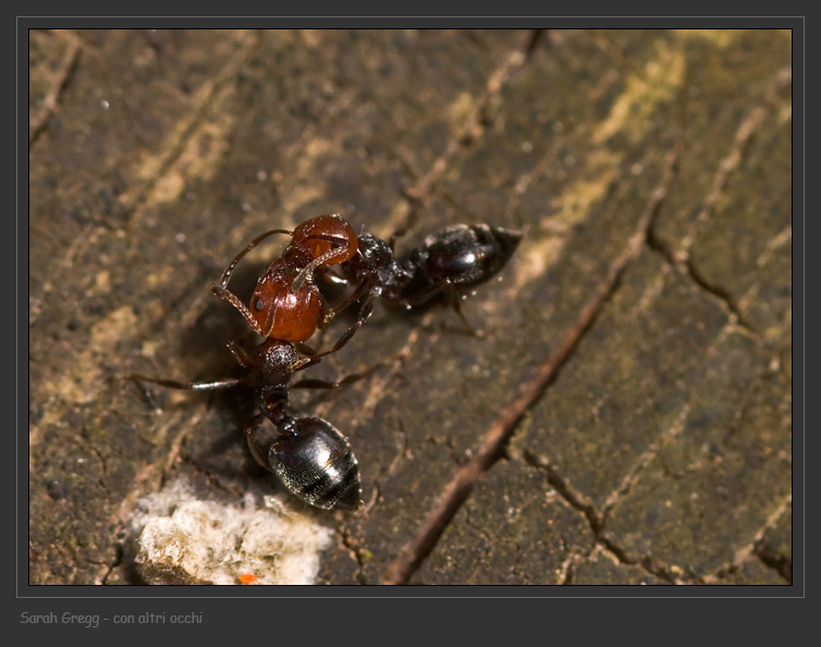 L''interazione delle formiche Crematogaster scutellaris