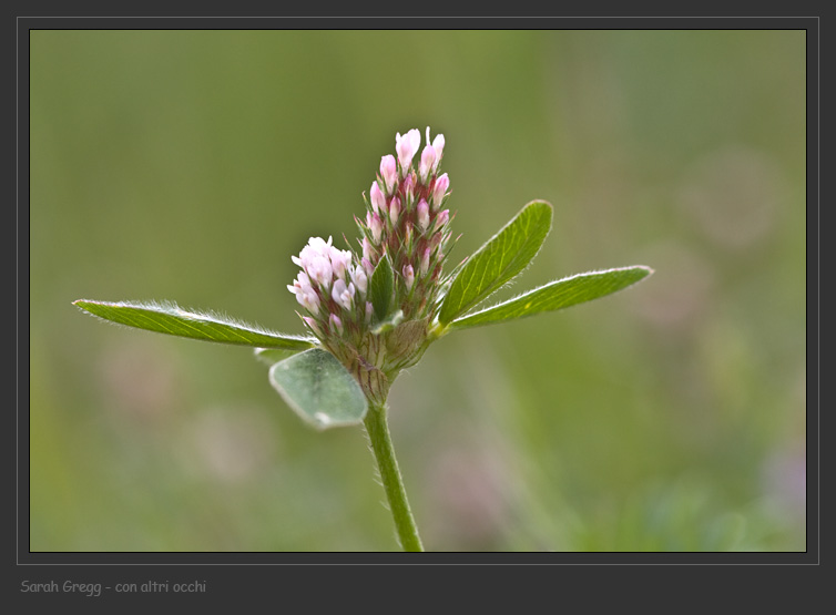 Trifoglio sconosciuto - Trifolium striatum sl.