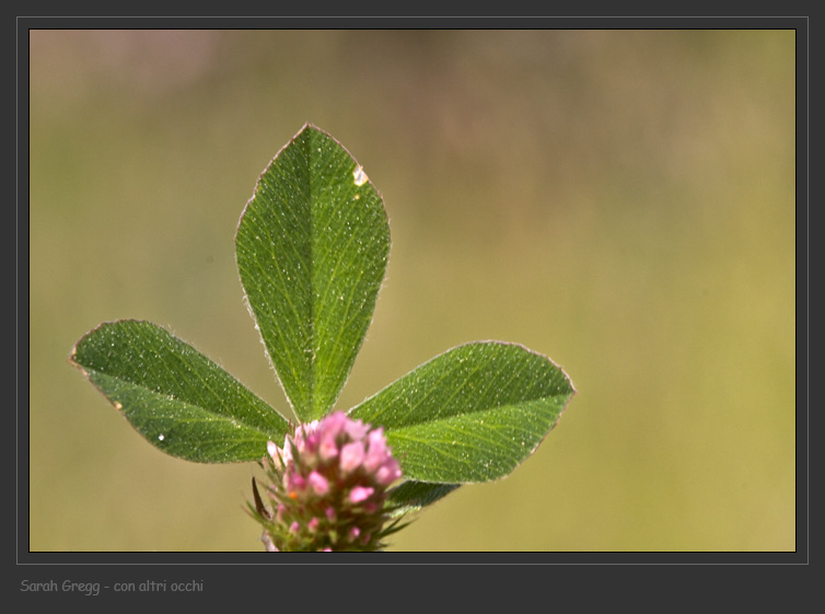 Trifoglio sconosciuto - Trifolium striatum sl.