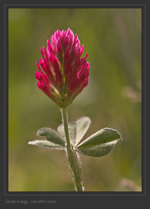 Trifolium incarnatum / Trifoglio incarnato