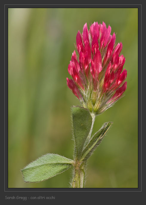 Trifolium incarnatum / Trifoglio incarnato