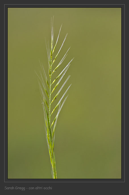 Gramineae sconosciuto - Vulpia membranacea