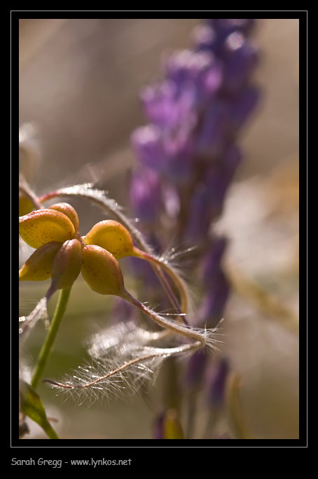 I colori dell''autunno...