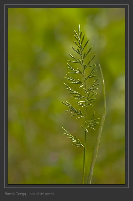 Catapodium rigidum / Poa rigida