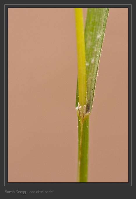 Catapodium rigidum / Poa rigida