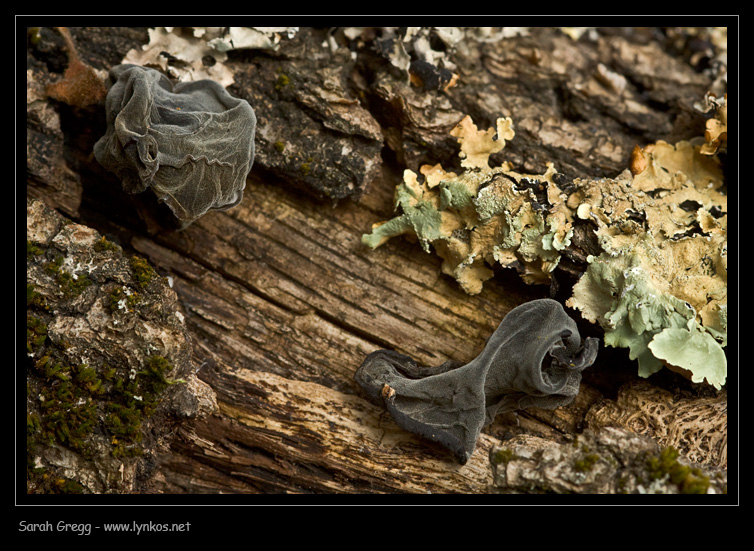 Auricularia auricula-judae