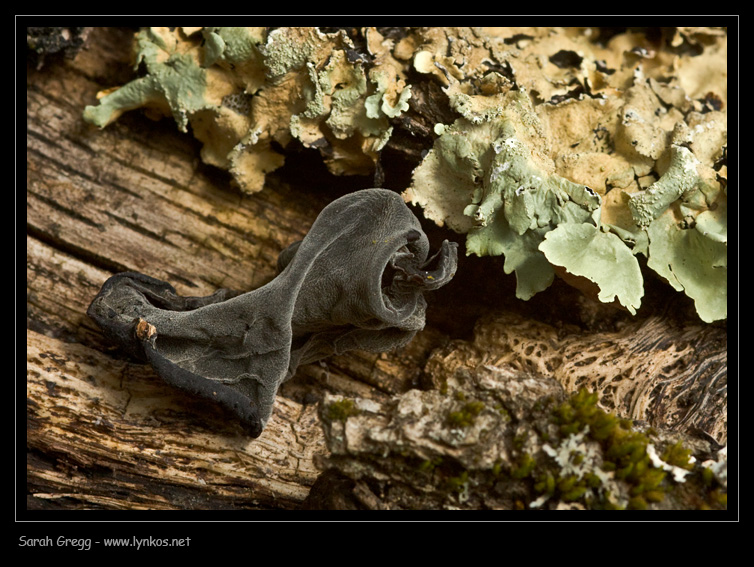 Auricularia auricula-judae