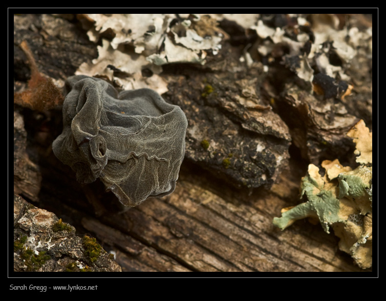 Auricularia auricula-judae