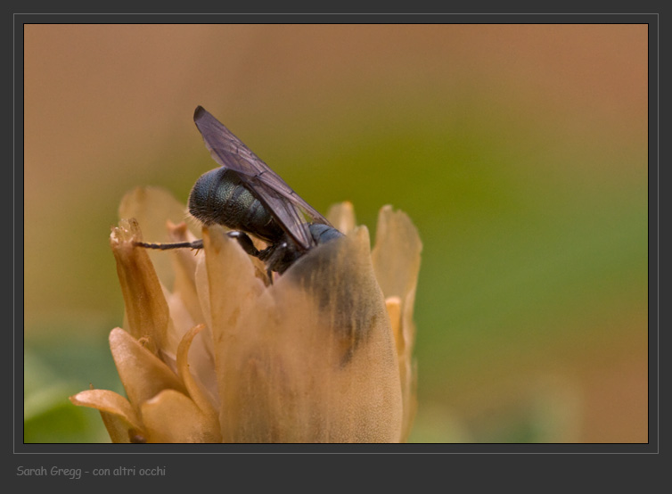 Ceratina sp. M. (Apidae)