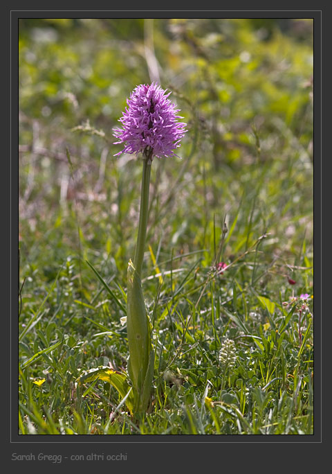 Orchis ... Tre orchidee dalla Majella