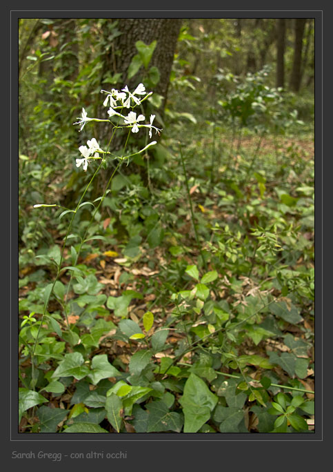 Silene italica / Silene italiana