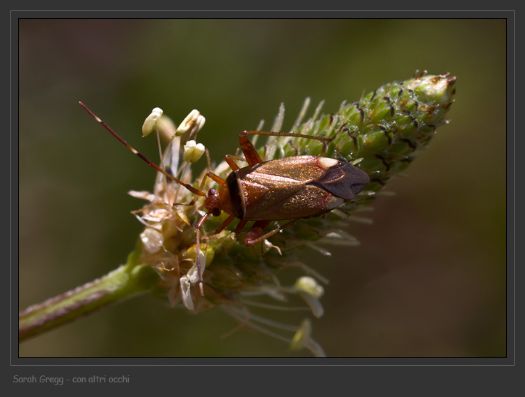 Due Miridae: Adelphocoris e Calocoris
