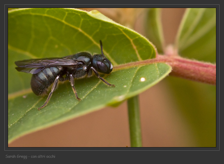 Ceratina sp. M. (Apidae)