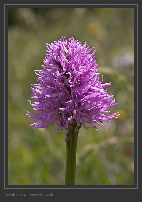 Orchis ... Tre orchidee dalla Majella