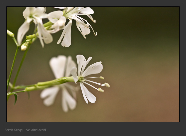 Silene italica / Silene italiana