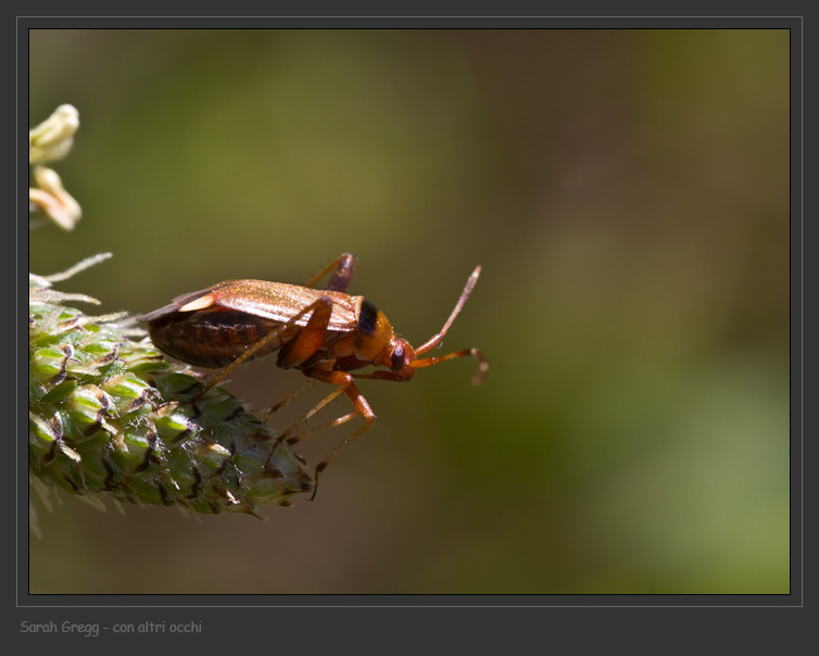 Due Miridae: Adelphocoris e Calocoris