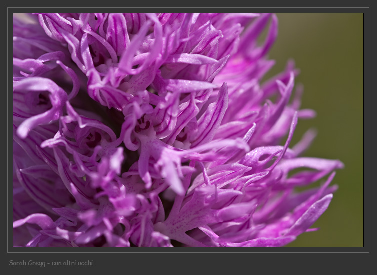 Orchis ... Tre orchidee dalla Majella
